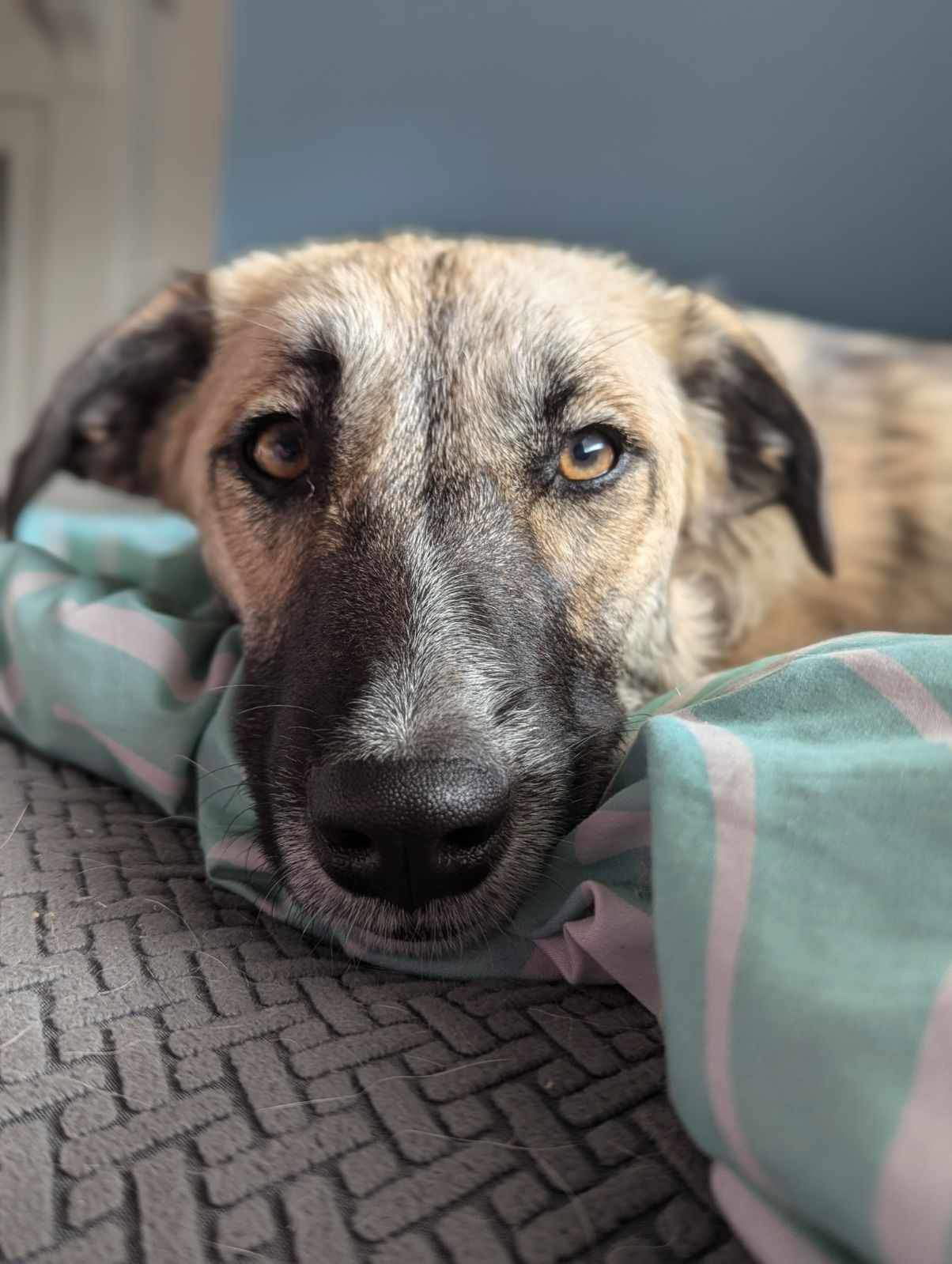 adoptable Dog in Germantown, OH named Falafel