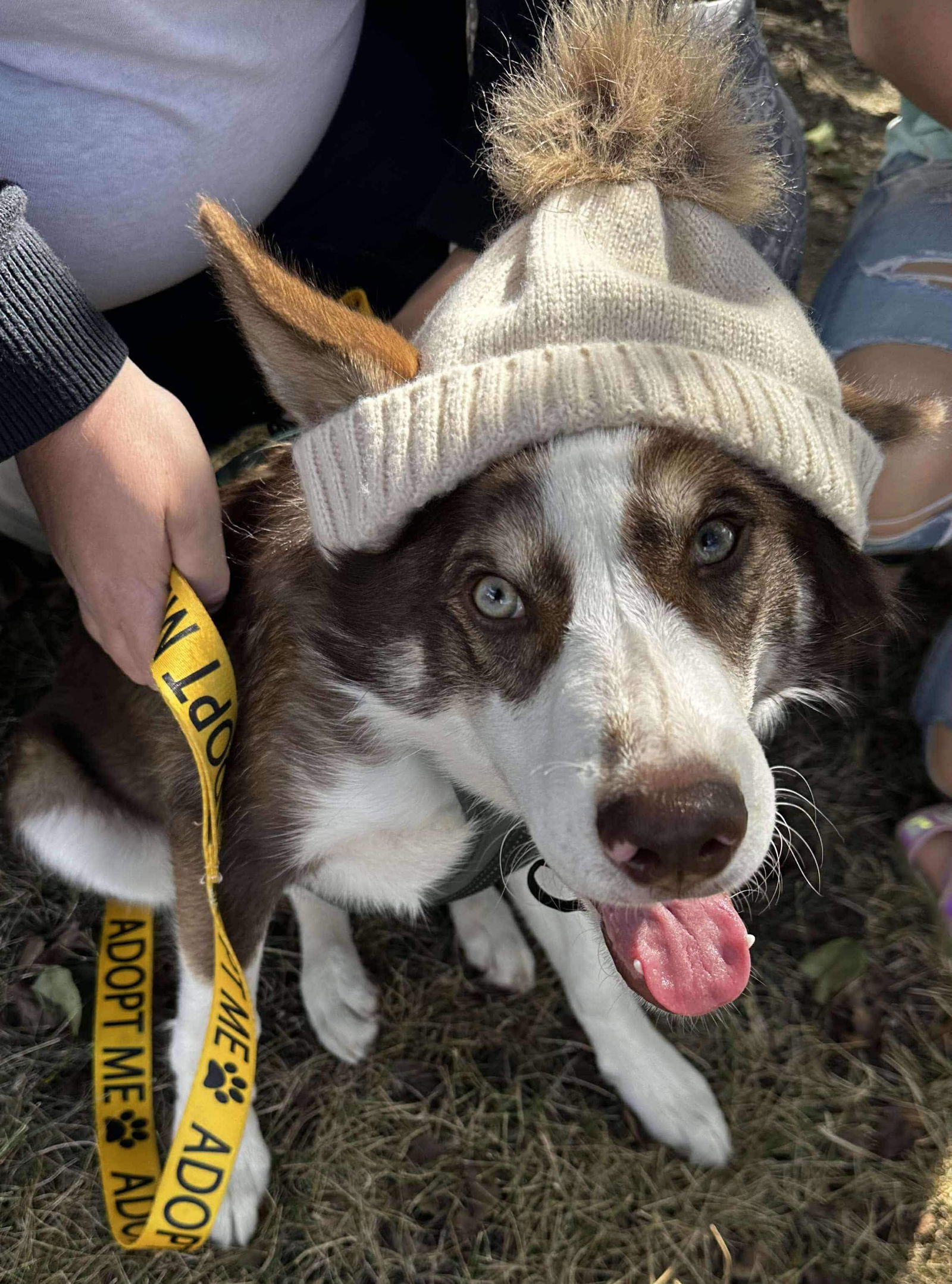 adoptable Dog in Germantown, OH named Quasimodo