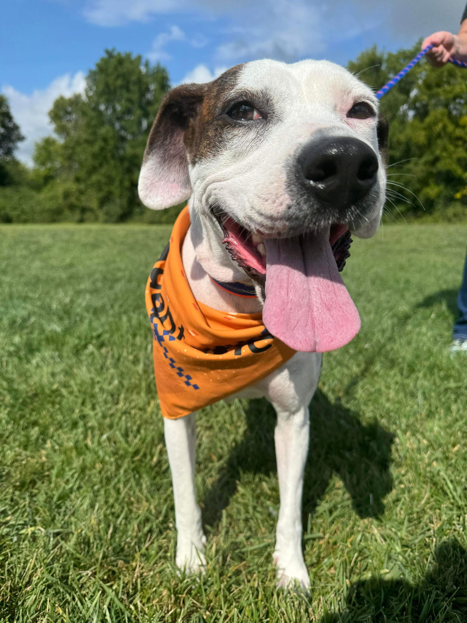 adoptable Dog in Germantown, OH named Adira