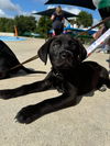 adoptable Dog in Germantown, OH named Michael Phelps