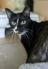 adoptable Cat in Germantown, OH named Holly