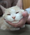 adoptable Cat in Germantown, OH named Walter