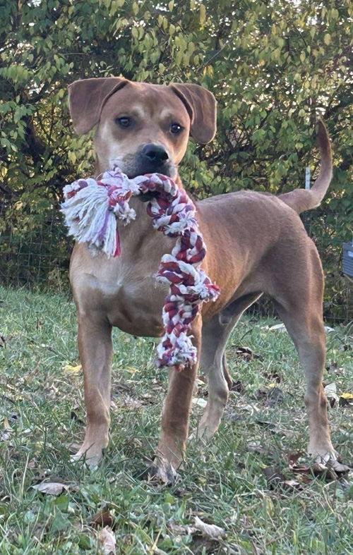 picture of the dog needing adoption