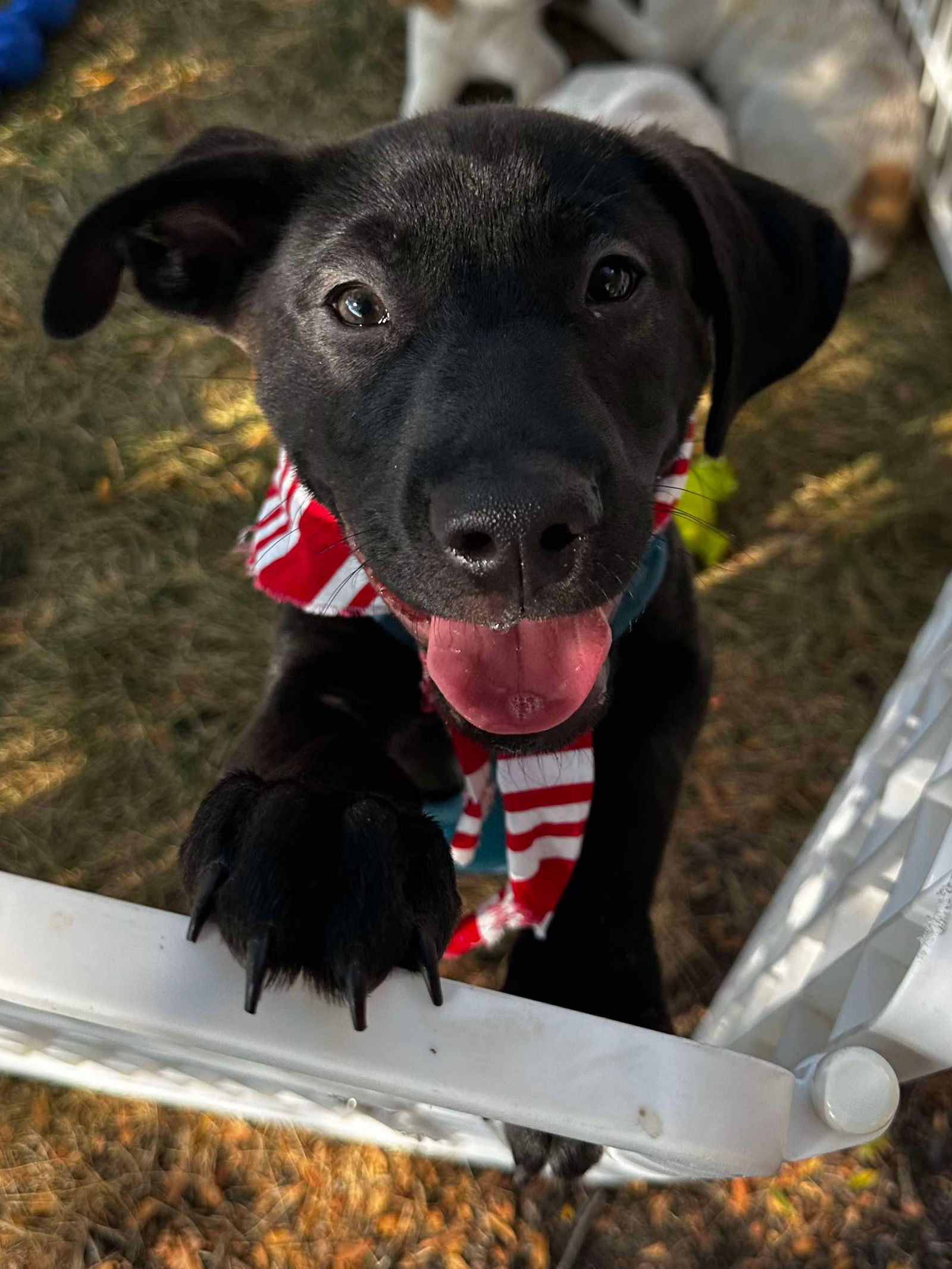 adoptable Dog in Germantown, OH named Nakota