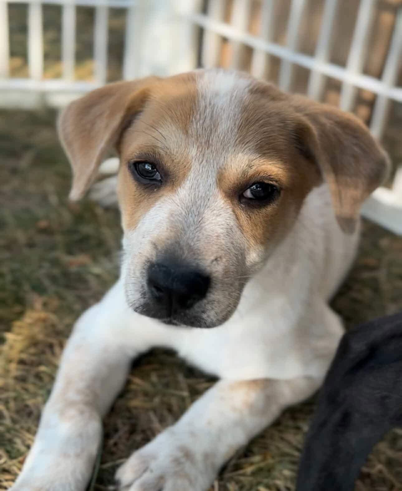 adoptable Dog in Germantown, OH named Kelly Roverland