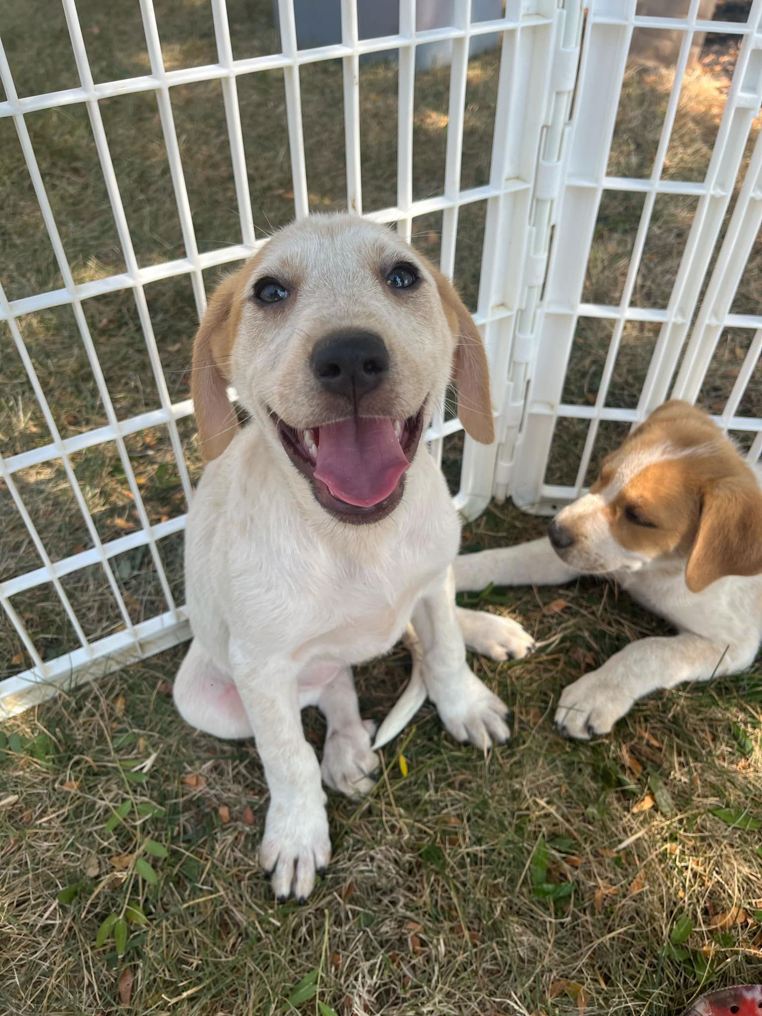 adoptable Dog in Germantown, OH named Mutt-chelle