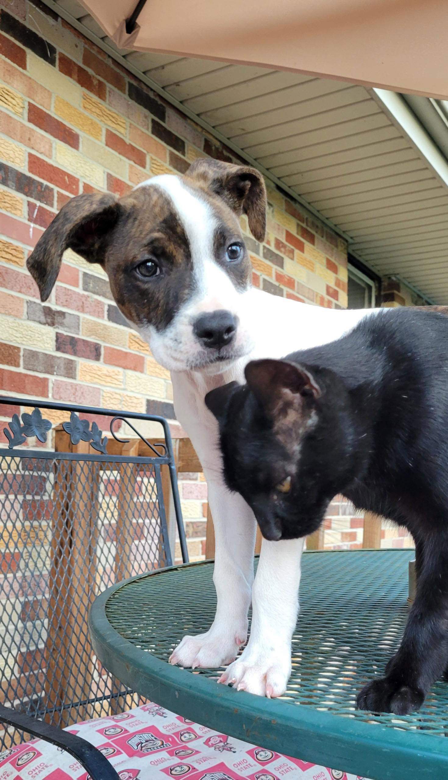 adoptable Dog in Germantown, OH named Hamilton