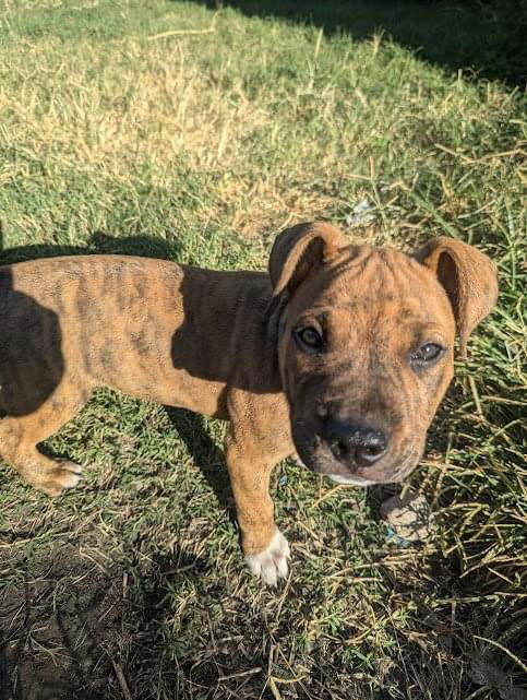 adoptable Dog in Germantown, OH named Crawford