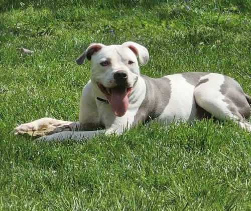 picture of the dog needing adoption