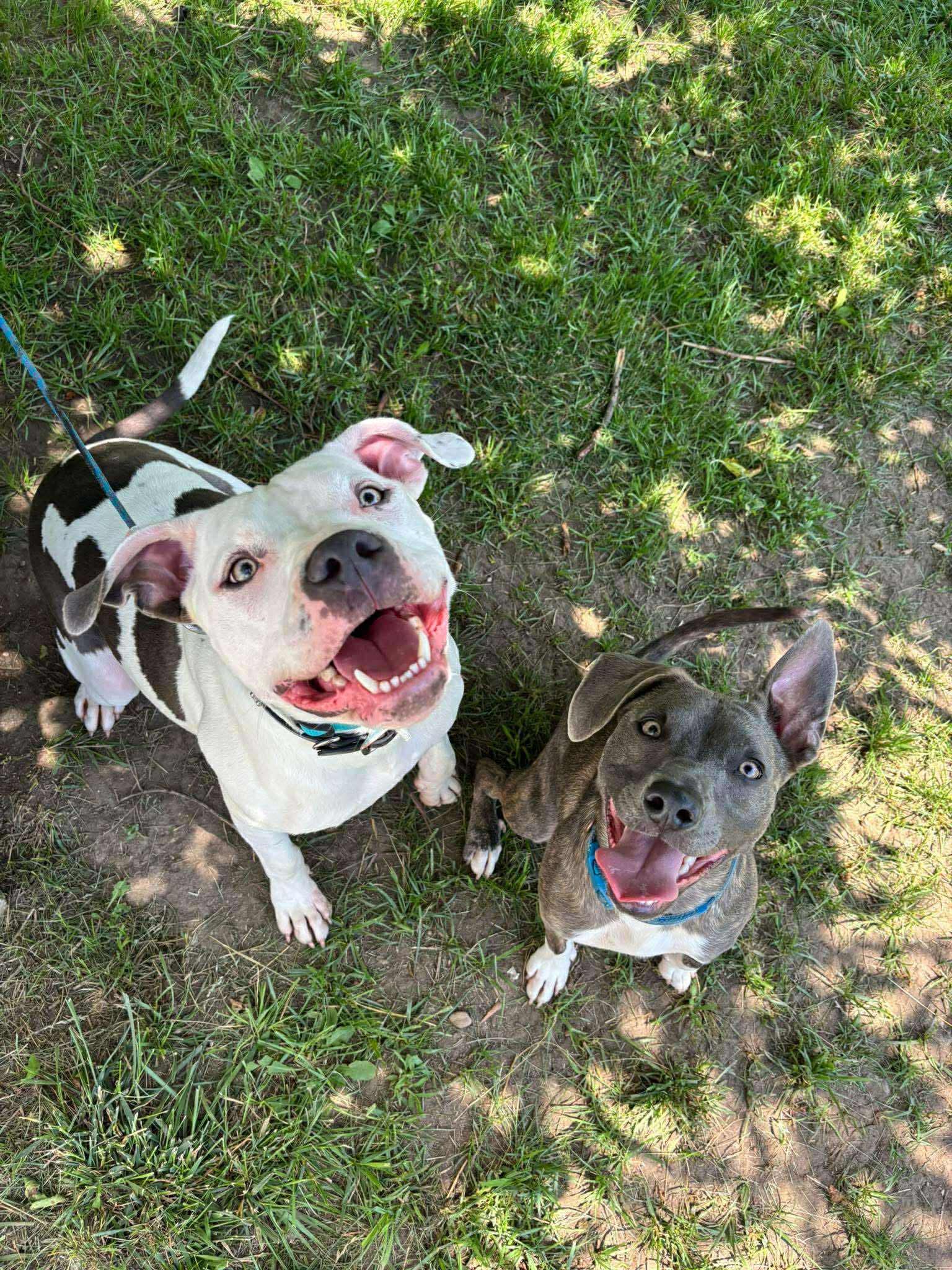adoptable Dog in Germantown, OH named Monteray