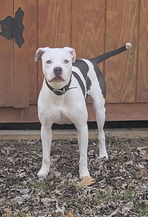 MONTERAY - American Pit Bull Terrier available for adoption