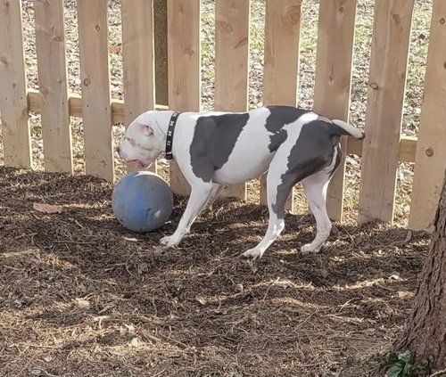 MONTERAY - American Pit Bull Terrier available for adoption