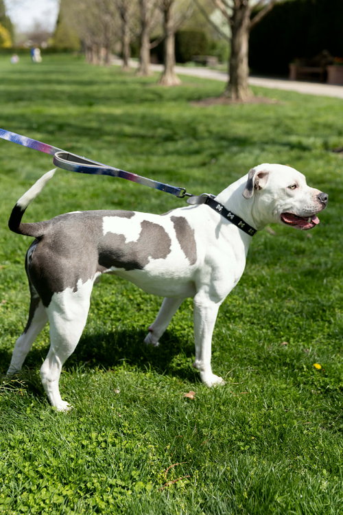 MONTERAY - American Pit Bull Terrier available for adoption