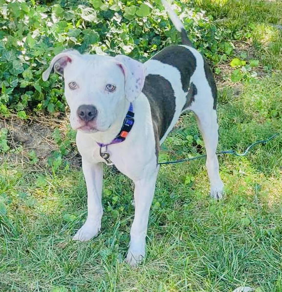 adoptable Dog in Germantown, OH named Monteray