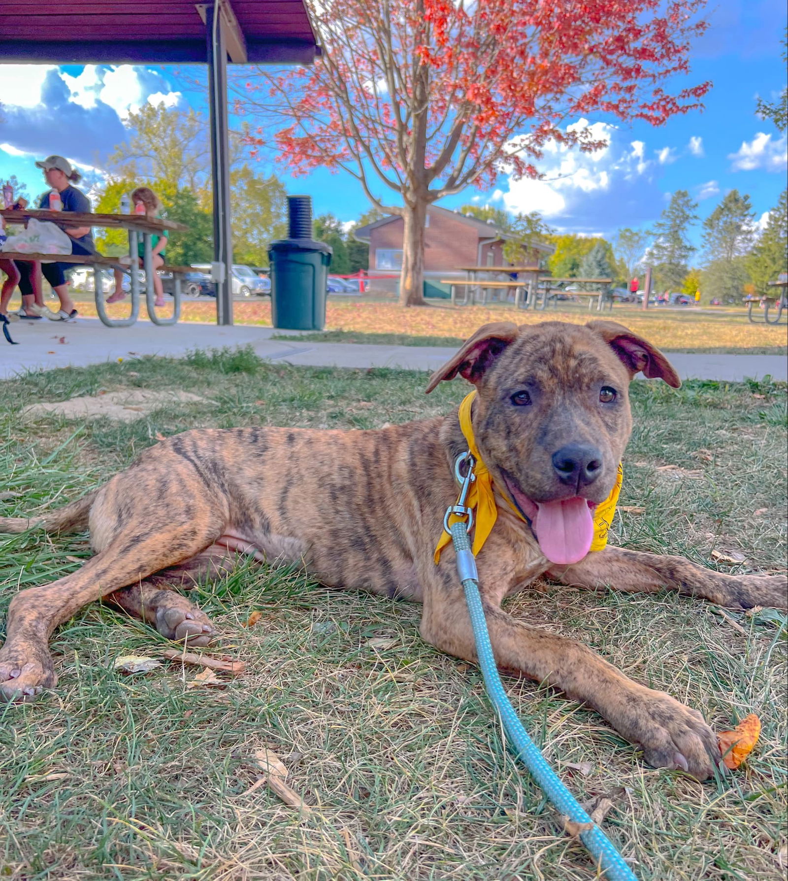 adoptable Dog in Germantown, OH named Keeley