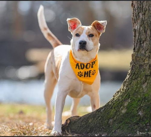 picture of the dog needing adoption