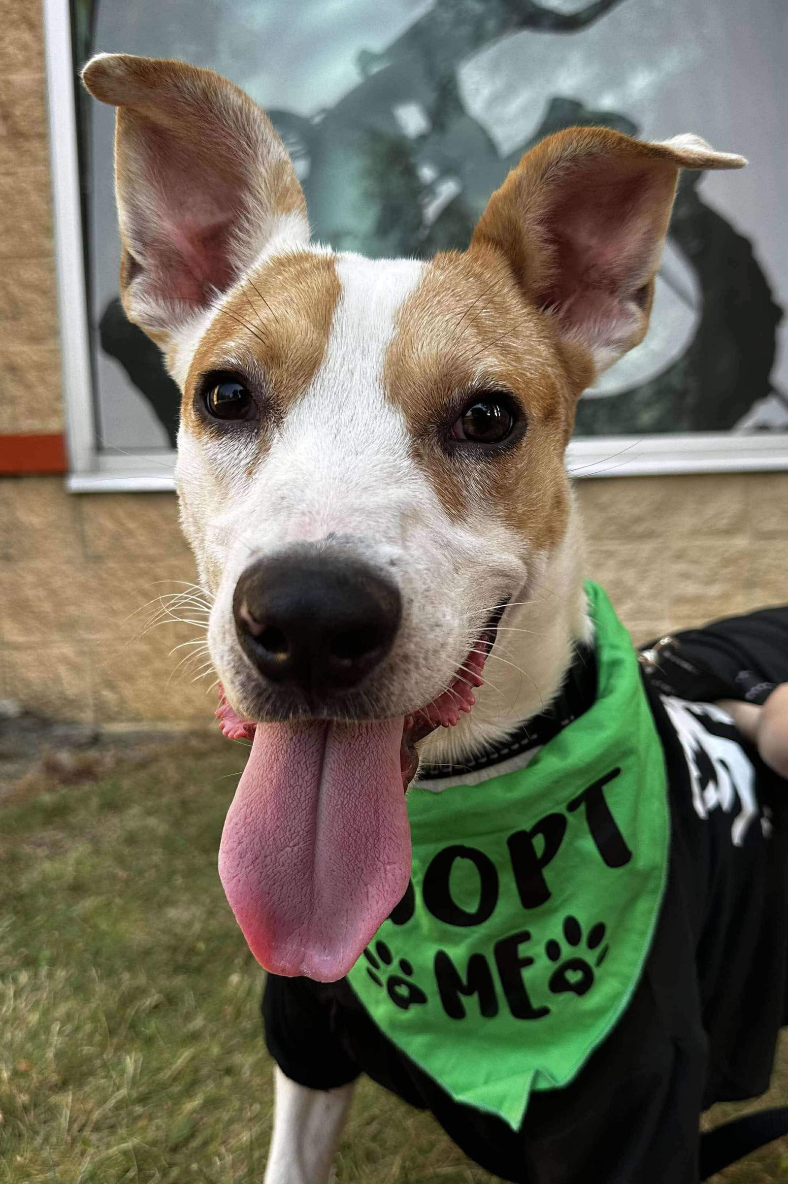 adoptable Dog in Germantown, OH named TJ Watt