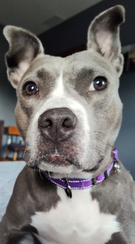 adoptable Dog in Germantown, OH named Christina Waguleria