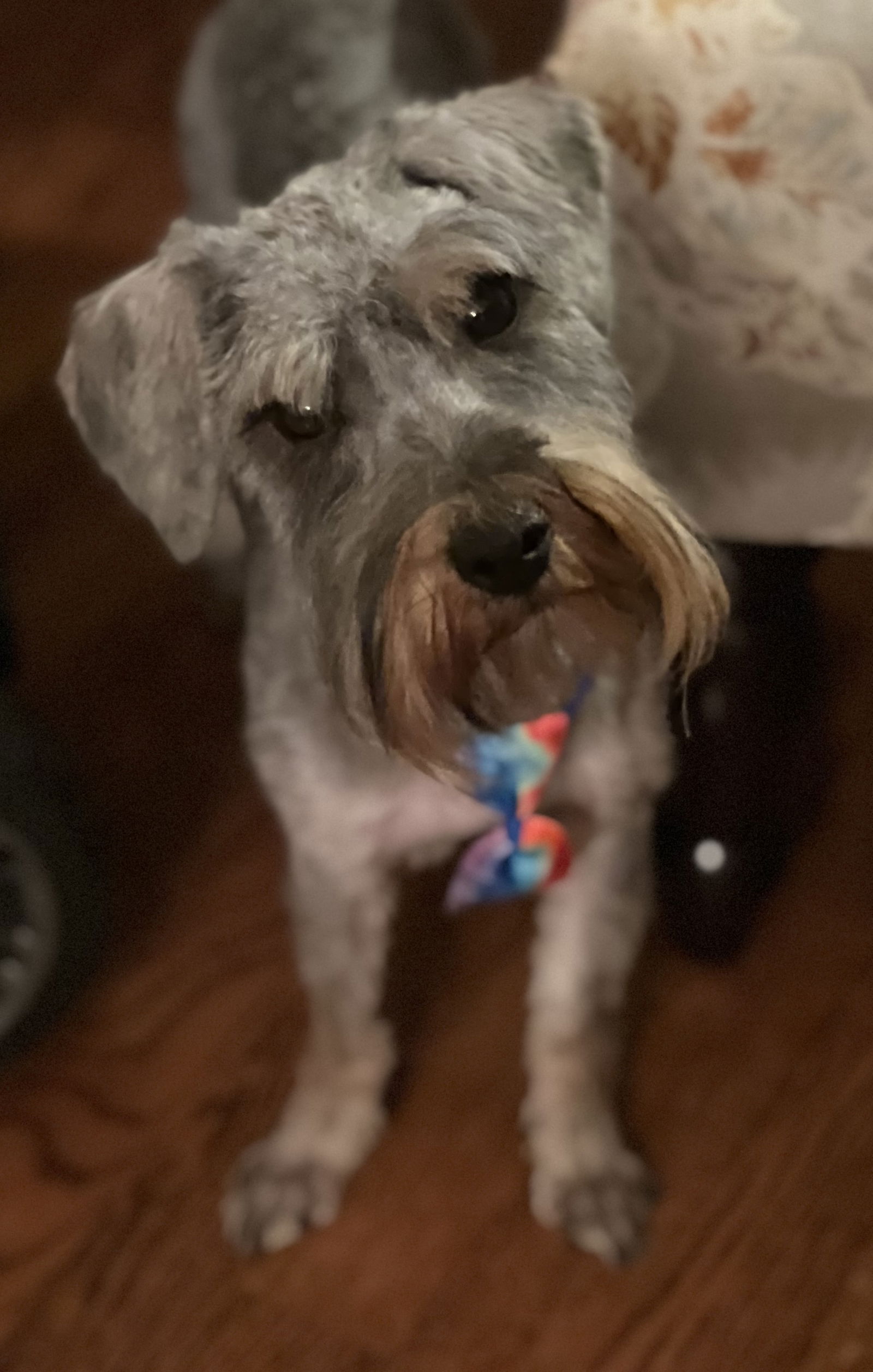 adoptable Dog in Germantown, OH named Bertram