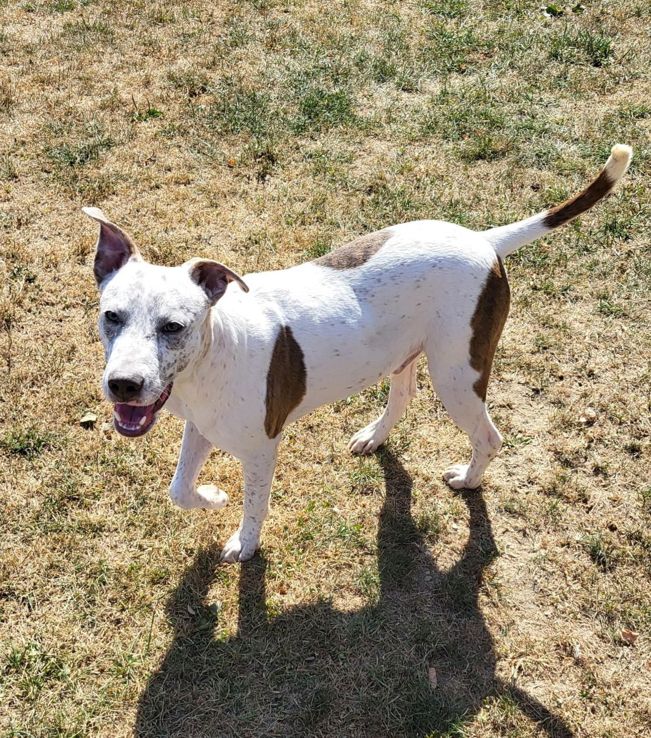 adoptable Dog in Germantown, OH named Dean Winchester