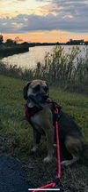 Gena