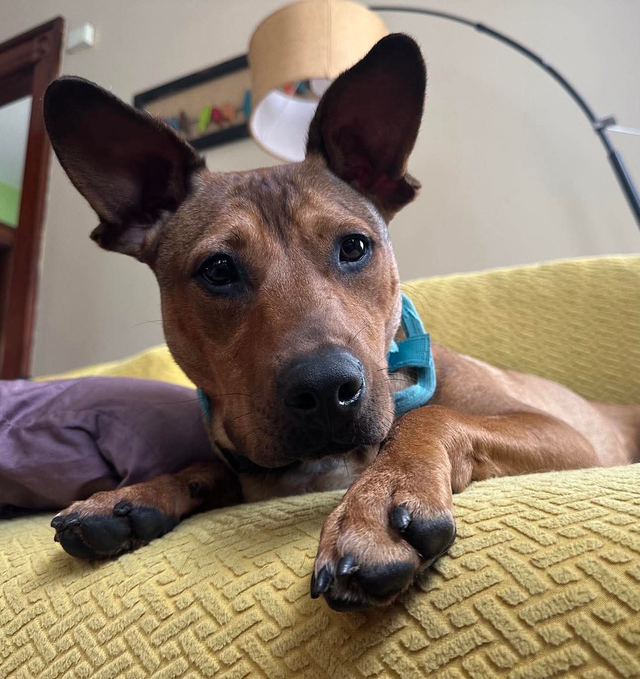 adoptable Dog in Germantown, OH named Patchouli “Patch”