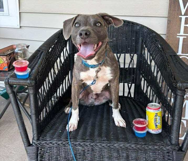 adoptable Dog in Germantown, OH named Bonnaroo