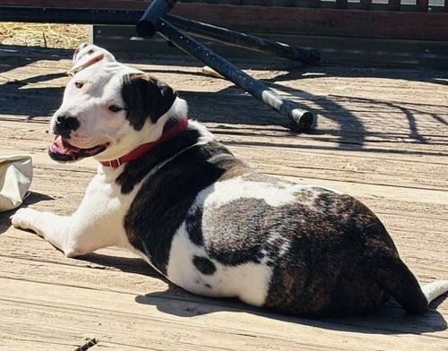 picture of the dog needing adoption