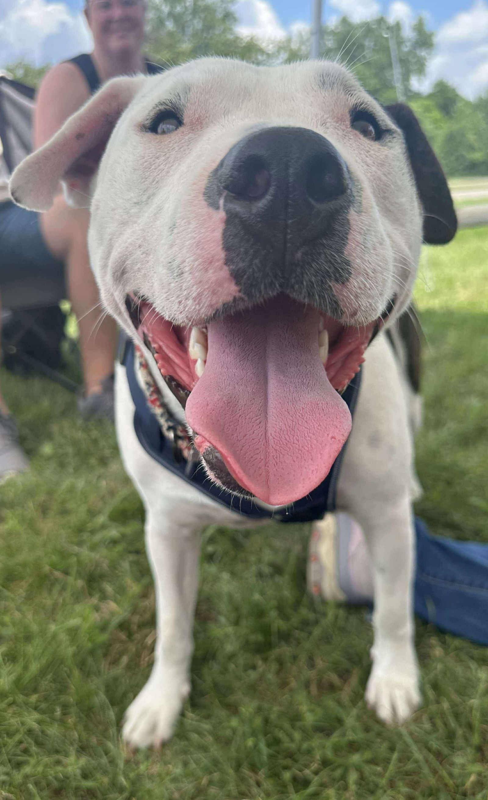 adoptable Dog in Germantown, OH named Lil Meechi