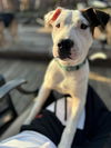 Lil Meechi