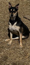 Kiko