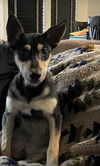 Kiko