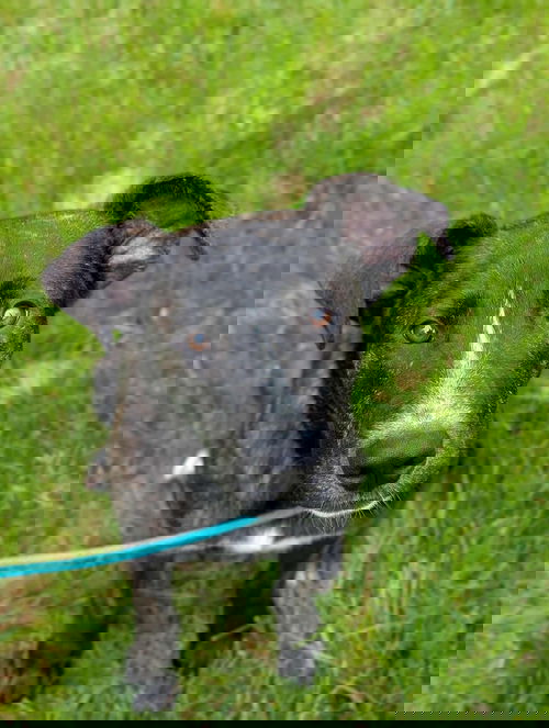picture of the dog needing adoption