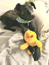 Sam I Am - Photo 5
