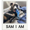 Sam I Am - Photo 7