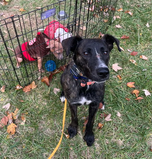 SAM I AM - Shepherd / American Staffordshire Terrier available for adoption