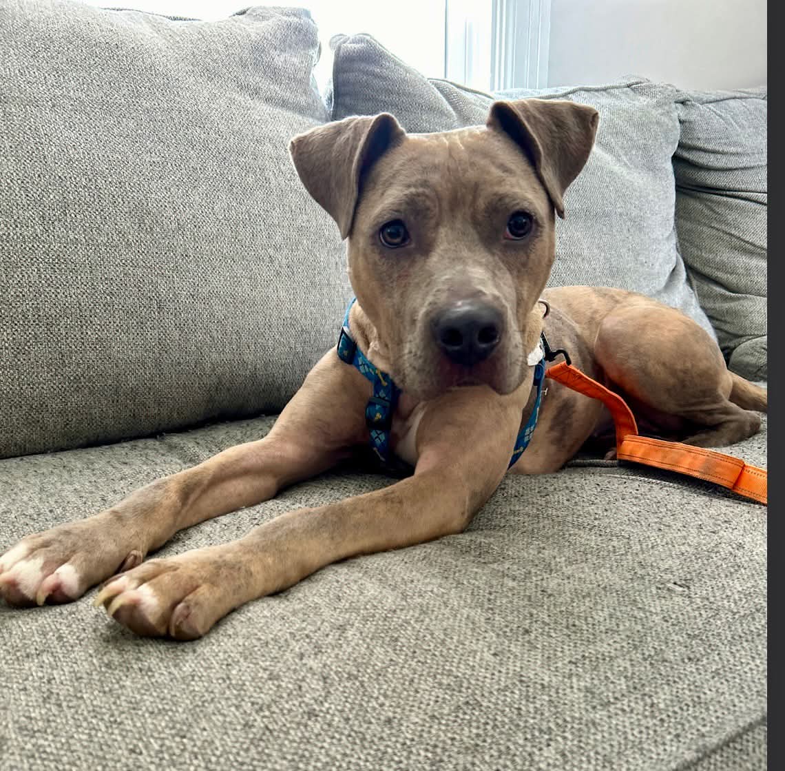 adoptable Dog in Germantown, OH named Catherine