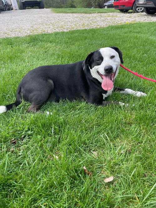 FARMER - American Pit Bull Terrier available for adoption