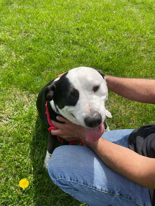FARMER - American Pit Bull Terrier available for adoption