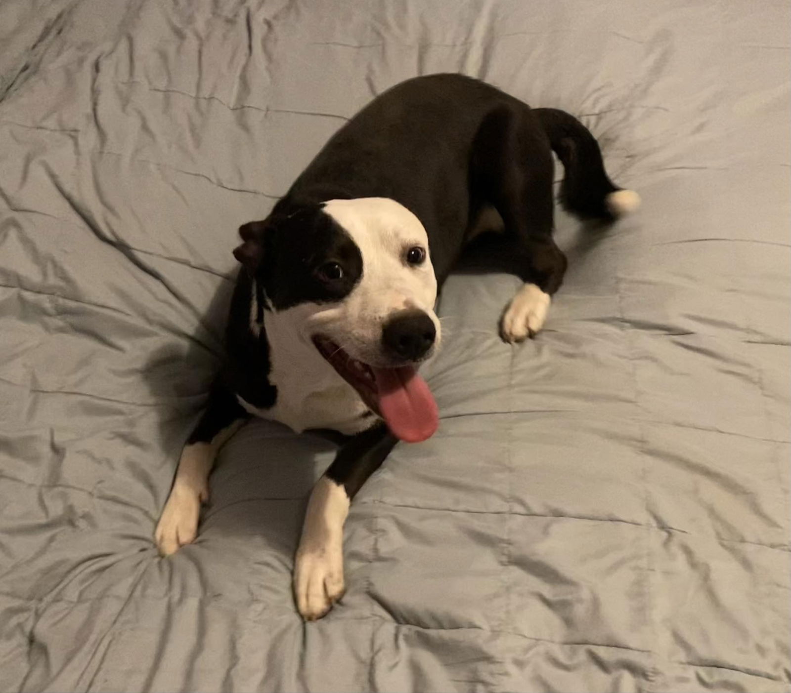 adoptable Dog in Germantown, OH named Farmer