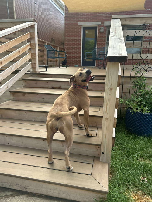 BEIGE - American Pit Bull Terrier available for adoption