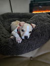 Junie
