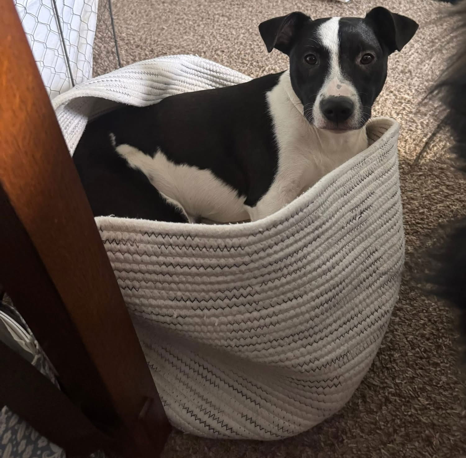 adoptable Dog in Germantown, OH named Poncho