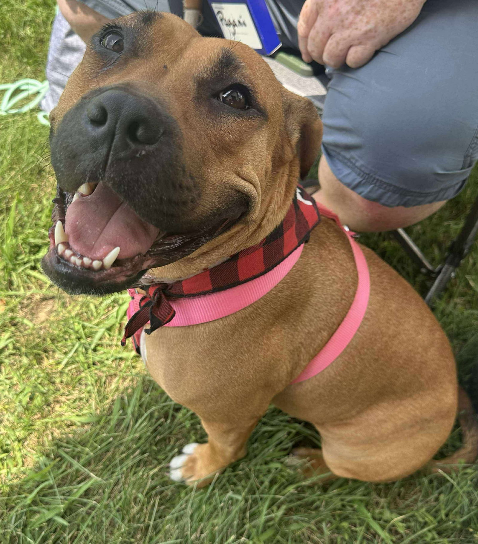 adoptable Dog in Germantown, OH named Pagani