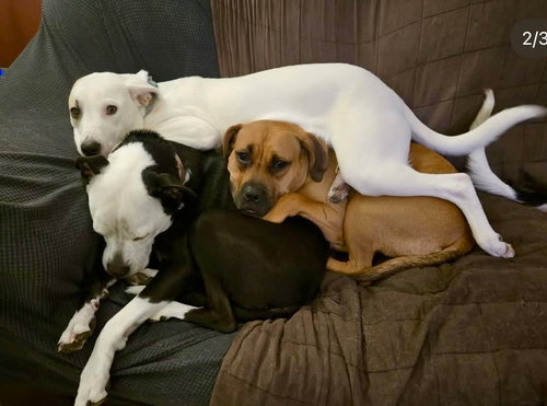 PAGANI - Boxer available for adoption