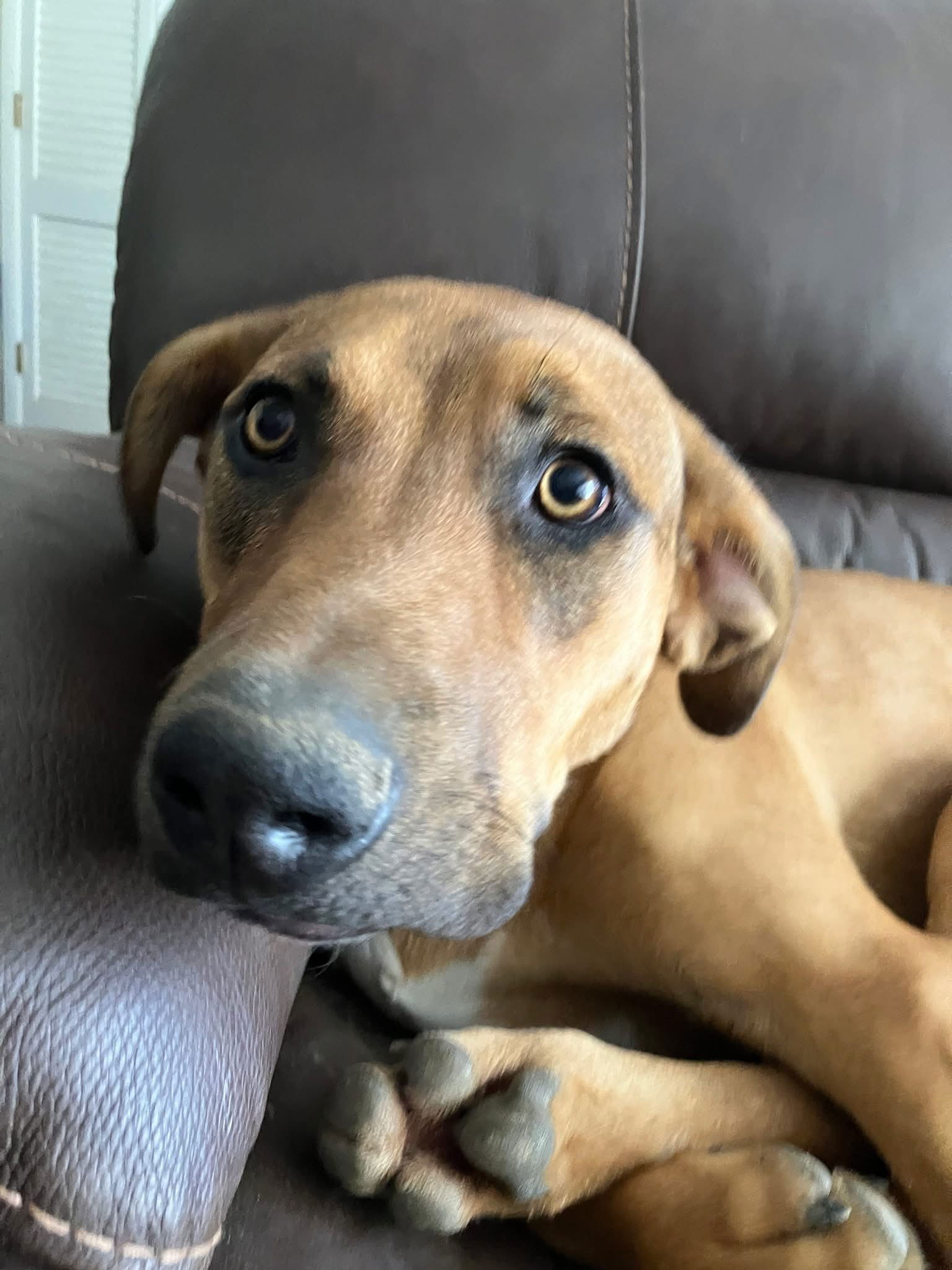 adoptable Dog in Germantown, OH named Green Bean