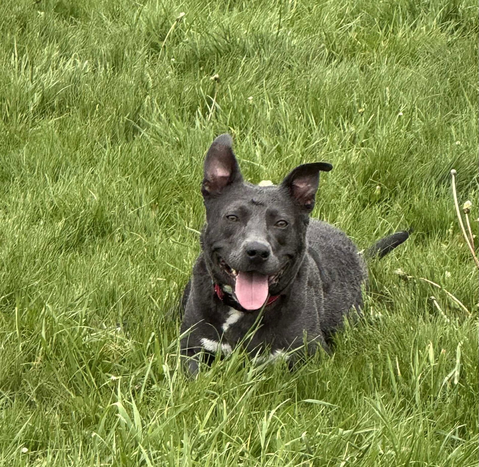 adoptable Dog in Germantown, OH named Chicken Nugget