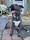 Chicken Nugget - Photo 4