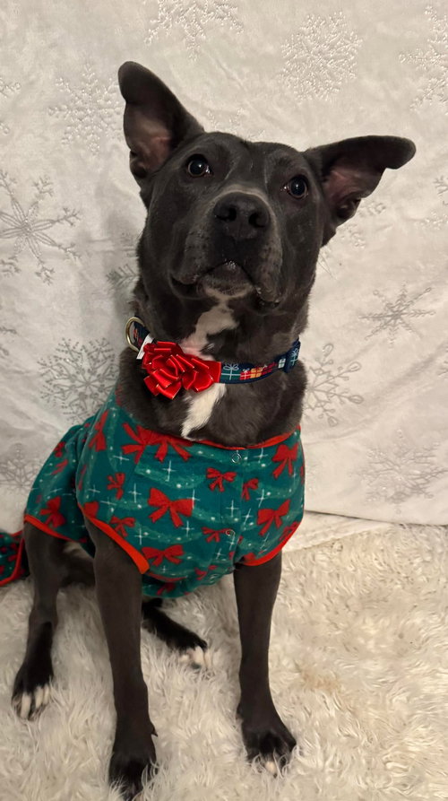 CHICKEN NUGGET - American Pit Bull Terrier / Labrador Retriever available for adoption