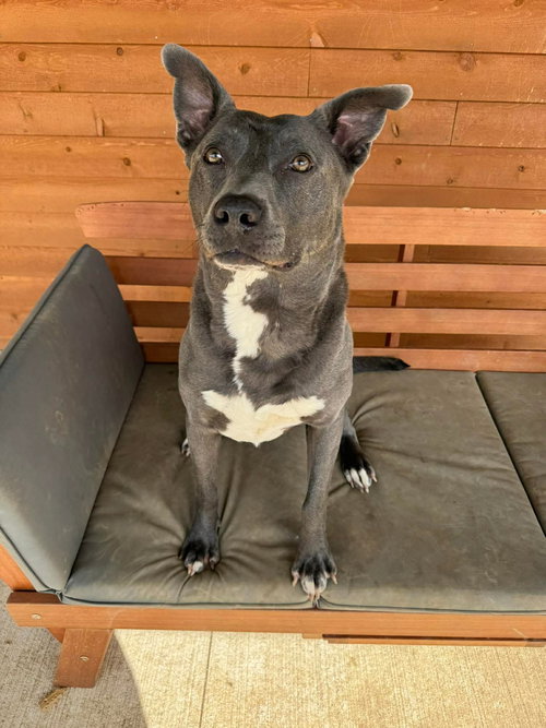 picture of the dog needing adoption